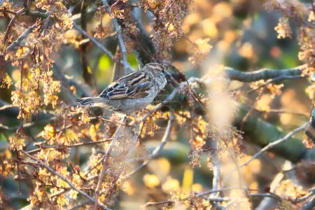 Sparrow sitting on a branch in the shelter of a shrub. Brown, black, white wild bird threatened with extinction. Animal photo of a bird