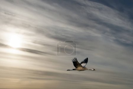 Les grues volent dans le ciel nuageux. Oiseaux migrateurs sur le Darss. Photo animalière de la nature en Allemagne