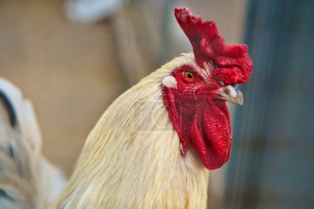 White chicken with red comb, farm animal on a farm. Feathers and beak, portrait of a bird. Animal photo