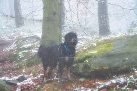 Goldendoodle dans la forêt dans la neige et le brouillard. Animaux dans la nature. Le meilleur ami de l'homme. Photo animalière
