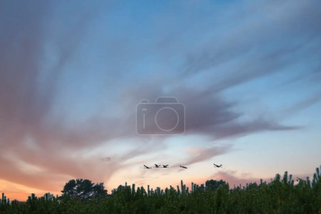 Les grues volent au-dessus des arbres dans une forêt au coucher du soleil. Oiseaux migrateurs sur le Darss. Photo animalière d'oiseaux de la nature à la mer Baltique.
