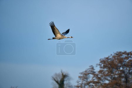 Cranes fly in the blue sky in front of trees. Migratory birds on the Darss. Wildlife photo from nature in Germany