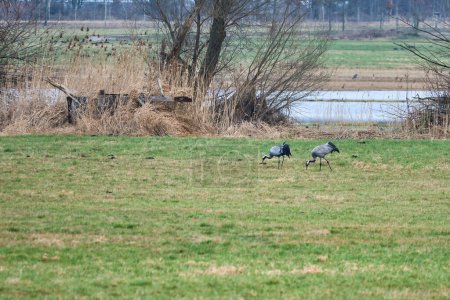 Kraniche auf einer feuchten Wiese. Wildvögel auf Nahrungssuche in freier Wildbahn. Zugvögel in Deutschland