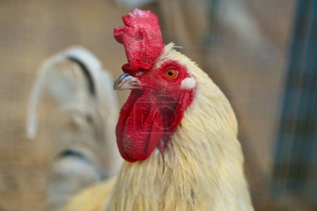 Weißes Huhn mit rotem Kamm, Nutztier auf einem Bauernhof. Federn und Schnabel, Porträt eines Vogels. Tierfoto