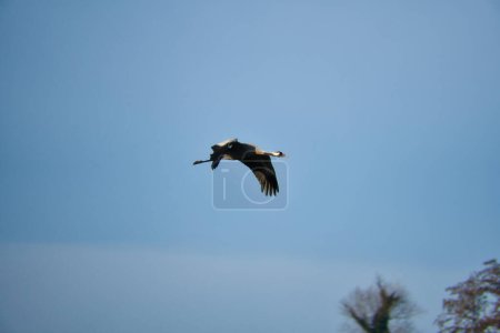 Cranes fly in the blue sky. Migratory birds on the Darss. Wildlife photo from nature in Germany