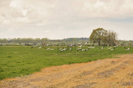 Kraniche auf dem Feld. Futtersuche durch Wildvögel in freier Wildbahn. Zugvögel in Deutschland