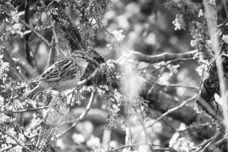 Sparrow sitting in the shelter of a shrub on a branch in black and white. Brown, black, white wild bird threatened with extinction. Animal photo of a bird