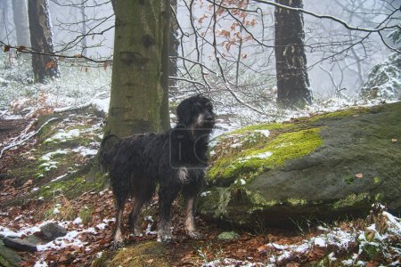 Goldendoodle in the forest in snow and fog. Pet in nature. Man's best friend. Animal photo