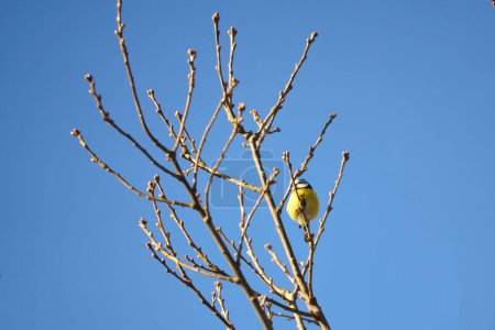 Blue tit on a branch of a tree in front of a blue sky. Bird species finch. Colorful bird from the animal world. Animal photograph from nature