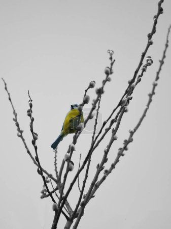Blue tit on a branch of a tree colorful, with black and white surroundings. Bird species finch. Colorful bird from the animal world. Animal photograph from nature