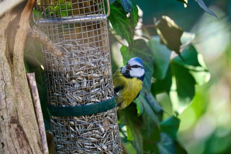 Blue tit feeding at a feeder. Bird species finch. Colorful bird from the animal world. Animal photograph from nature