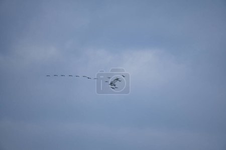 Las grúas vuelan en formación V en el cielo. Aves migratorias en el Darss. Foto de pájaro
