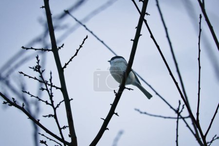 Willow tit on a branch in a bush. Bird species with black head and white breast. Finch species. Animal photo from nature