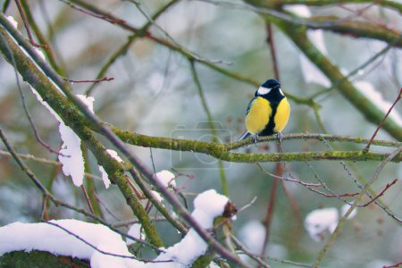 Great tit on snow-covered branches in a shrub. Bird species with black head and breast. Finch species. Animal photo from nature