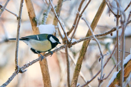 Great tit on snow-covered branches in a shrub. Bird species with black head and breast. Finch species. Animal photo from nature