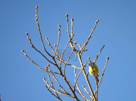Blue tit on a branch of a tree in front of a blue sky. Bird species finch. Colorful bird from the animal world. Animal photograph from nature