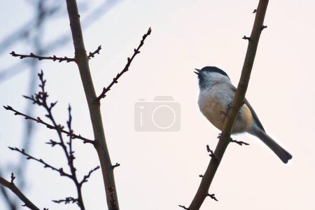 Willow tit on a branch in a bush. Bird species with black head and white breast. Finch species. Animal photo from nature