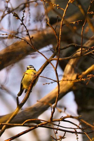 Blue tit on a branch in a tree at sunset. Bird species finch. Colorful bird from the animal world. Animal photograph from nature