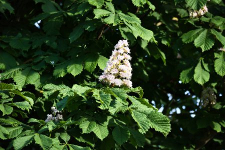 Foto de La castaña florece en la rama de un castaño. Flor blanca en la daga. Imagen de una flor - Imagen libre de derechos
