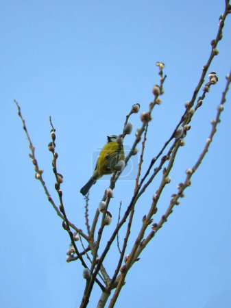 Foto de Blue tit on a branch of a tree in front of a blue sky. Bird species finch. Colorful bird from the animal world. Animal photograph from nature - Imagen libre de derechos