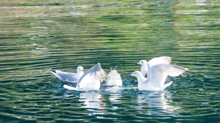 Möwen im kristallklaren Wasser des norwegischen Fjords. Wassertropfen plätschern in der dynamischen Bewegung des Seevogels. Tierfoto aus Skandinavien