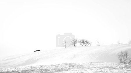 Norwegisches Hochgebirge im Schnee. Hügel mit kahlen Bäumen. Verschneite Landschaft in Skandinavien