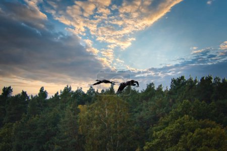 Cranes fly over trees in a forest at sunset. Migratory birds on the Darss. Wildlife photo of birds from nature at the Baltic Sea.