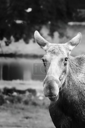 Moose portrait, in black and white, in Scandinavia. King of the forests in Sweden. Largest mammal in Europe. Animal photo