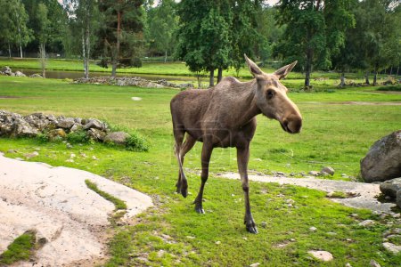 Moose on a green meadow in Scandinavia. King of the forests in Sweden. Largest mammal in Europe. Animal photo
