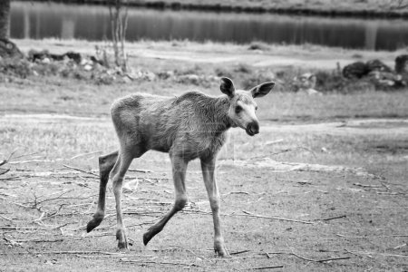 Bebé alce en movimiento en un prado en blanco y negro. Un animal joven del bosque. Rey del bosque. Escandinavia