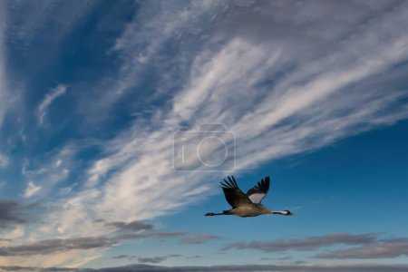 Cranes fly in the cloudy sky. Migratory birds on the Darss. Wildlife photo from nature in Germany