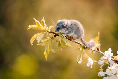 Photo for Shot of a woodland dormouse on a tree with white flowers, dormouse with a gray coat, wild nature, very small squirrel - Royalty Free Image