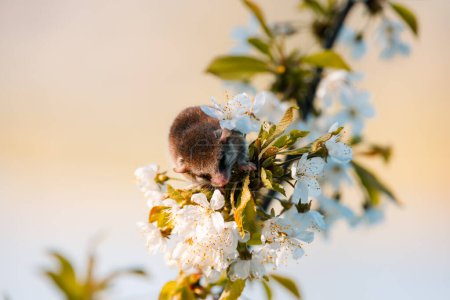 Photo for Shot of a woodland dormouse on a tree with white flowers, dormouse with a gray coat, wild nature, very small squirrel - Royalty Free Image