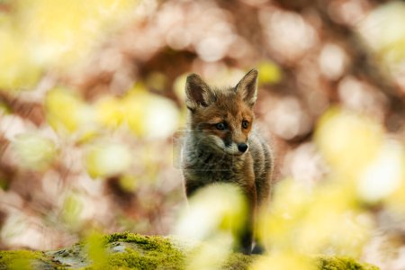 Photo for Nice shot of a curious young fox Vulpes vulpes in the middle of the sunny forest floor, Slovak wild nature, red fox, useful for magazines,slovakia - Royalty Free Image
