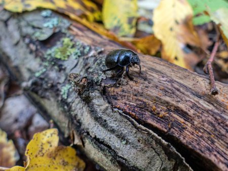Photo for Detail of black beatle in a natural wood - Royalty Free Image