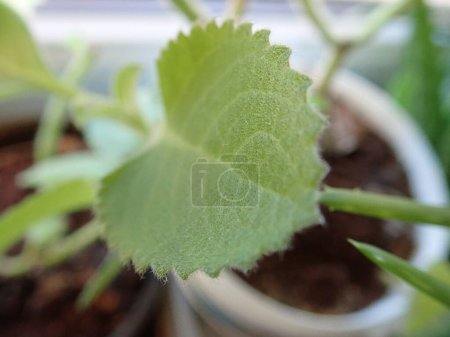 Photo for Detail of green Mexican mint plectranthus amboinicus - Royalty Free Image