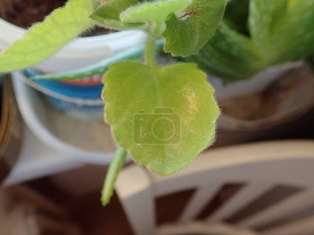 Photo for Detail of green Mexican mint plectranthus amboinicus - Royalty Free Image