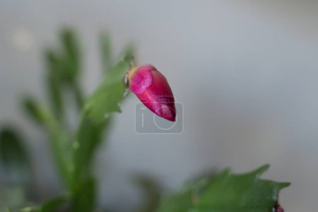 Photo for Detail od beautiful pink blossom of Schlumbergera truncata - Royalty Free Image