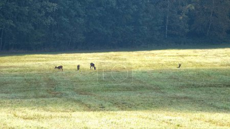 Foto de Grupo de ciervos en un prado al sol de la mañana - Imagen libre de derechos