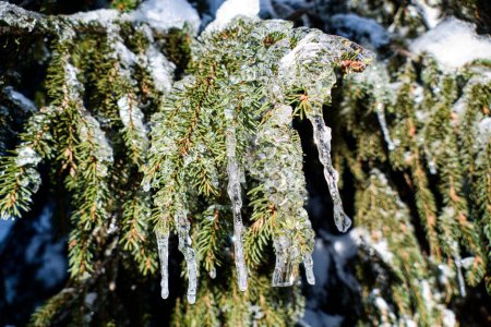 Téléchargez les photos : Détail de l'arbre gelé en hiver dans les montagnes - en image libre de droit