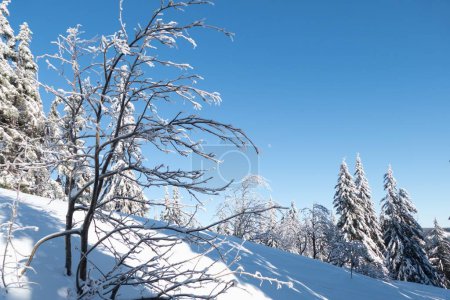 Téléchargez les photos : Détail de l'arbre gelé en hiver dans les montagnes - en image libre de droit