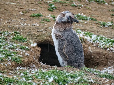 magellan pinguin kolonie auf magdalena islang in chile südamerika
