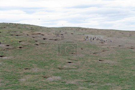 magellan pinguin colony on magdalena islang in chile south america