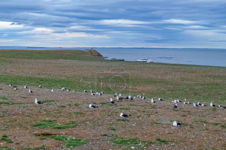Magellan pinguin colonie sur magdalena islang dans le Chili Amérique du Sud
