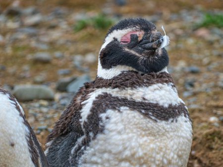 Magellan pinguin colonie sur magdalena islang dans le Chili Amérique du Sud