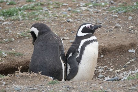 magellan pinguin colony on magdalena islang in chile south america