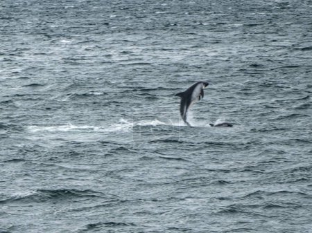 Wilder Delfinsprung ins Meer in Patagonien