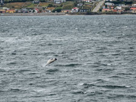 delfines salvajes saltan en el mar en patagonia