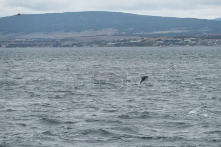 Foto de Delfines salvajes saltan en el mar en patagonia - Imagen libre de derechos