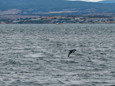 wild dolphin jump in the sea in patagonia